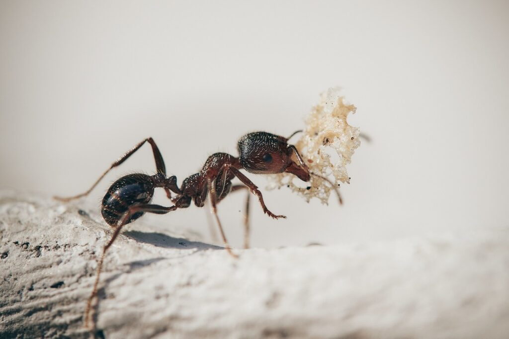 How To Get Rid Of White Ants In The House? 8 Easy And Simple Steps